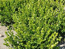 Buxus Microphylla Faulkner.JPG