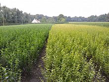 Ligustrum Ovalifolium & Aureum.JPG