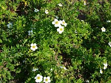 NEW Potentilla Fruticosa Snowflake - kopie.JPG