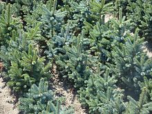 Picea Pungens Glauca.JPG