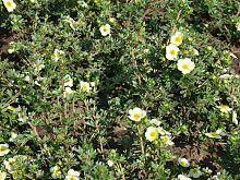 Potentilla Fruticosa Primrose Beauty.JPG