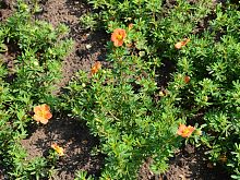 Potentilla Fruticosa Red Ace.JPG