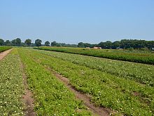 Potentilla varieties.JPG