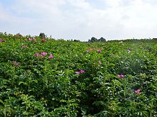 Rosa Glauca.JPG