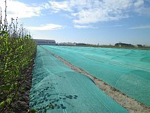 Seedbeds.JPG
