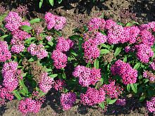 Spiraea Japonica Anthony Waterer.JPG