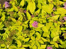 Spiraea Japonica Goldmound.JPG