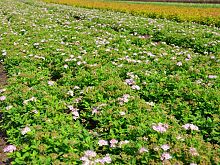 Spiraea Japonica Little Princess.JPG