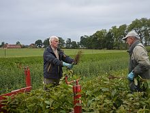 Undercutting Prunus Avium.JPG