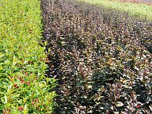 Weigela Red Prince & Weigela Florida Victoria.JPG